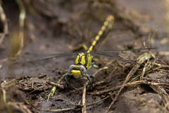 Ophiogomphus occidentis