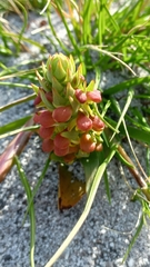 Disa pygmaea