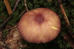 Tricholomopsis