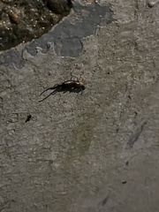 Forficula auricularia