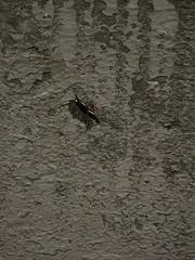Forficula auricularia