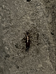 Forficula auricularia