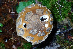 Amanita ceciliae