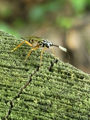 Lymeon orbus