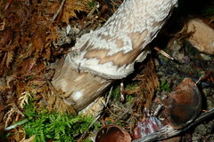 Amanita ceciliae