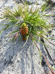 Disa pygmaea