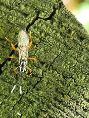 Lymeon orbus