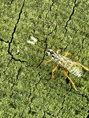 Lymeon orbus