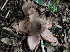 Geastrum rufescens
