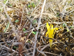 Sternbergia colchiciflora