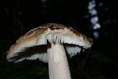 Amanita ceciliae