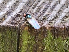 Lonchaea