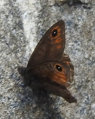 Lasiommata
