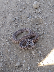 Pituophis catenifer deserticola