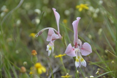Gladiolus virescens