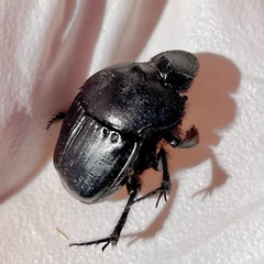 Phanaeus triangularis