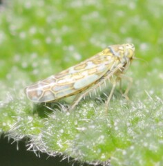 Eupteryx