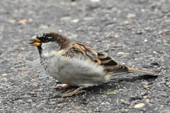 Passer domesticus