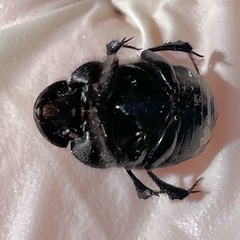 Phanaeus triangularis