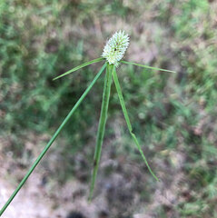 Cyperus sesquiflorus