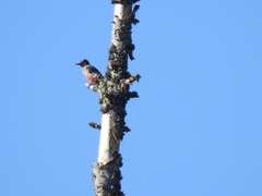 Melanerpes lewis