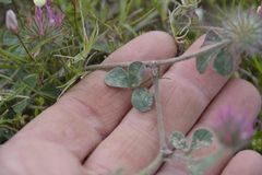 Trifolium hirtum