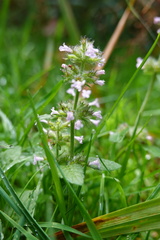Clinopodium chinense