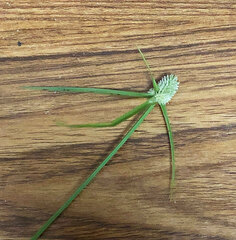 Cyperus sesquiflorus