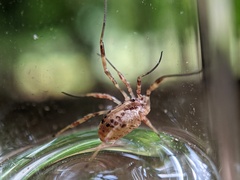Oligolophinae