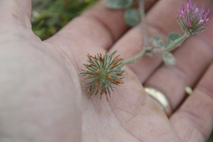 Trifolium hirtum