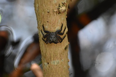 Aratus pisonii
