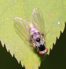 Polyporivora picta