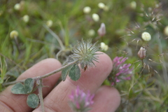 Trifolium hirtum