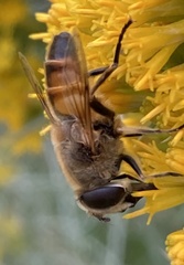 Eristalis tenax