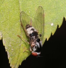 Polyporivora picta