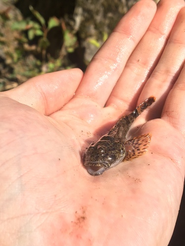 Torrent sculpin (Cottus rhotheus) — Cottidae — 3
