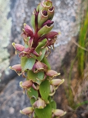 Satyrium lupulinum