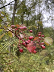 Viburnum