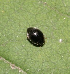 Stethorus pusillus
