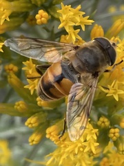 Eristalis tenax