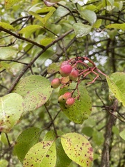 Viburnum