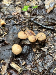 Armillaria