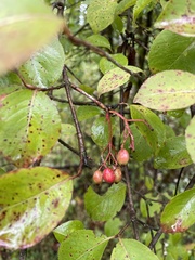 Viburnum