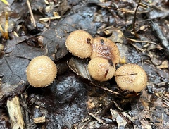 Armillaria