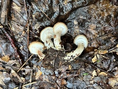 Armillaria