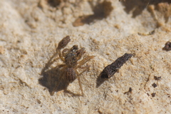 Euophrys
