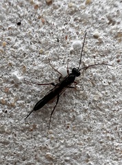 Campopleginae