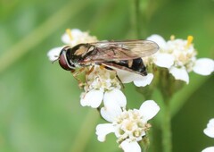 Platycheirus