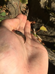 Cottus