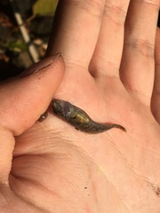 Cottus